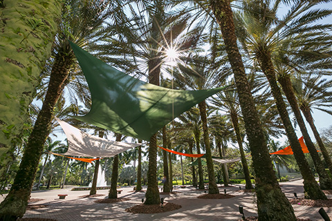 Palm trees at the University of Miami